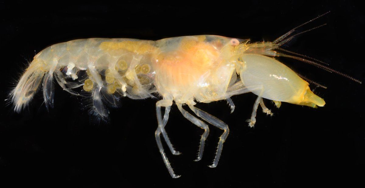 gbif image for Synalpheus apioceros