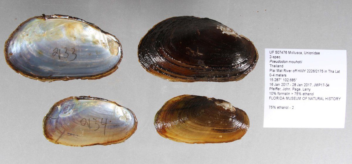 gbif image for Pseudodon mouhotii