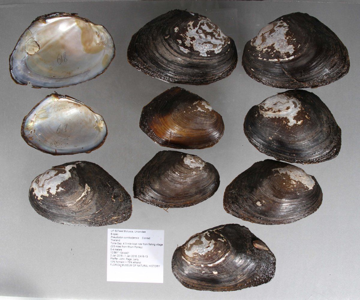 gbif image for Pseudodon cambodjensis