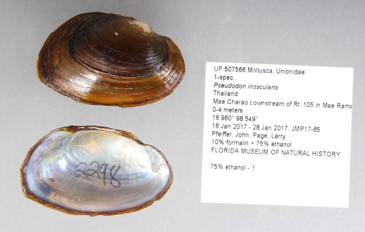 gbif image for Pseudodon inoscularis