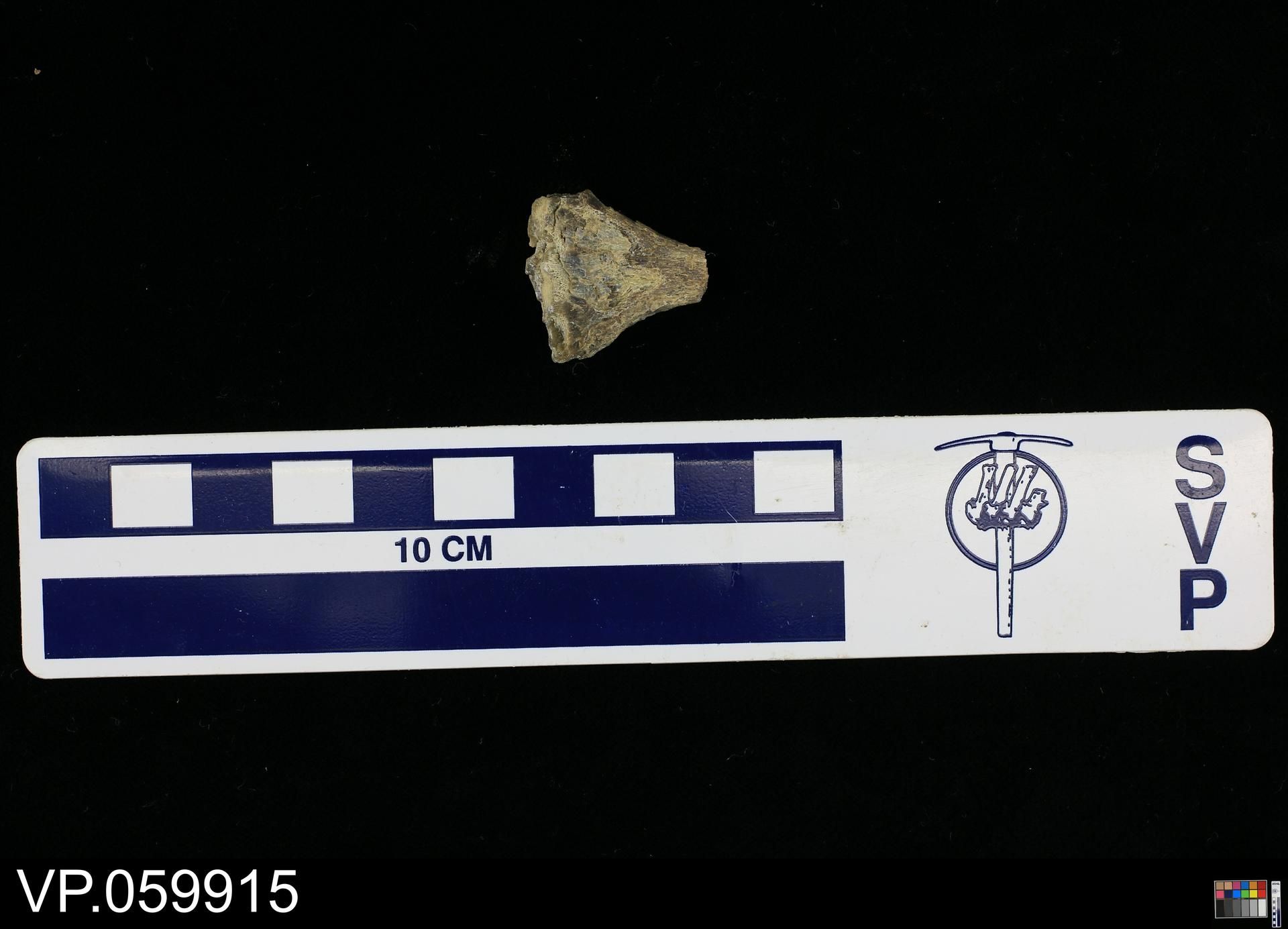 gbif image for Saurocephalus lanciformis