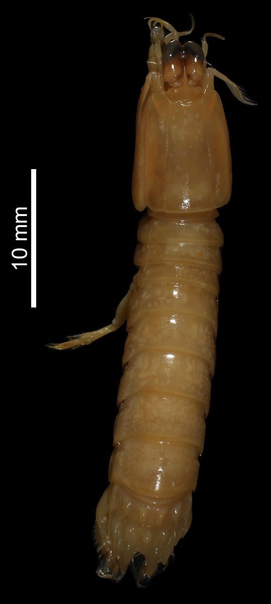 gbif image for Gonodactylus lacunatus