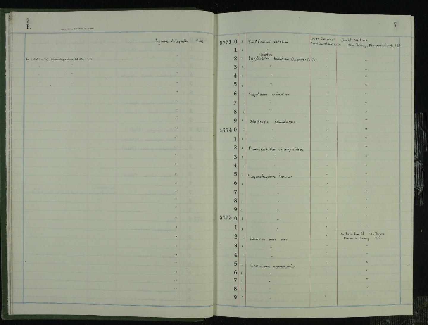 gbif image for Scapanorhynchus texanus