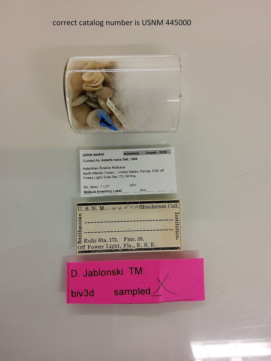 gbif image for Astarte nana