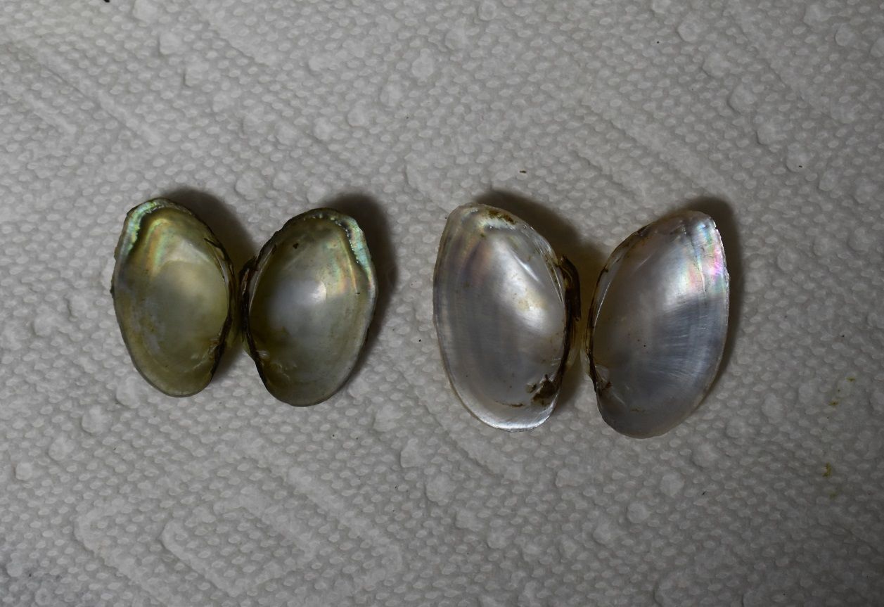 gbif image for Truncilla cognata