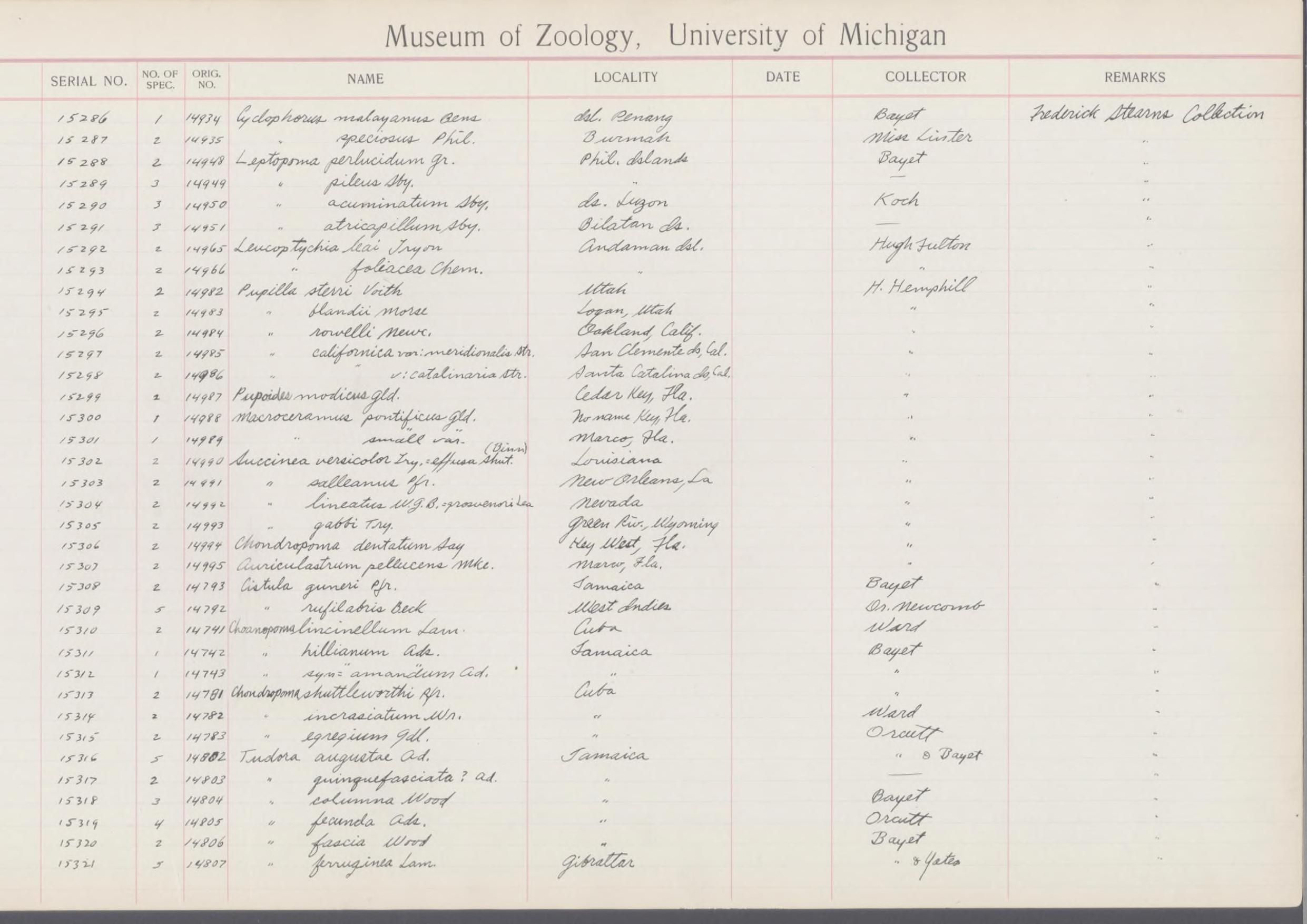 gbif image for Leptopoma acuminatum