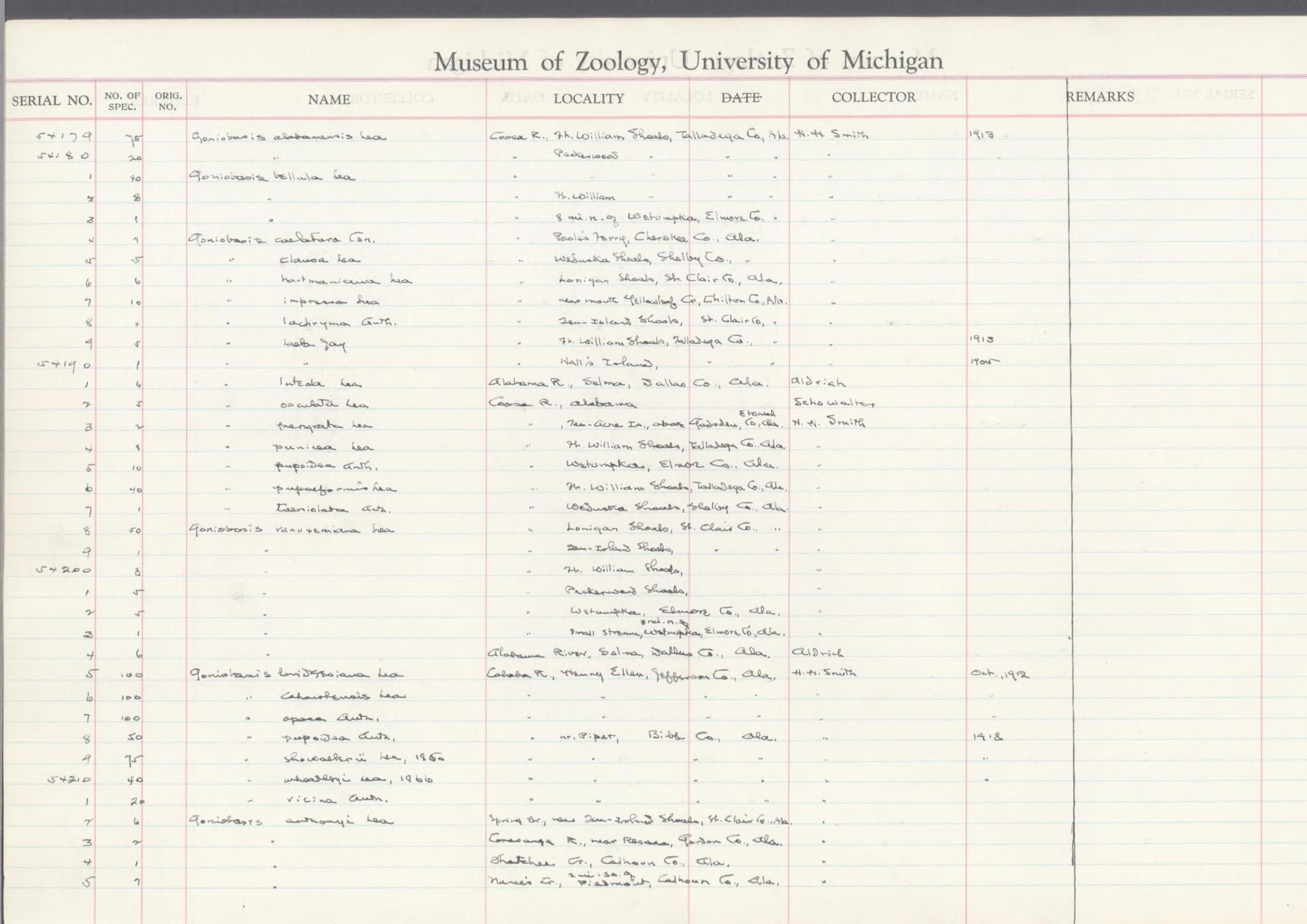 gbif image for Elimia impressa