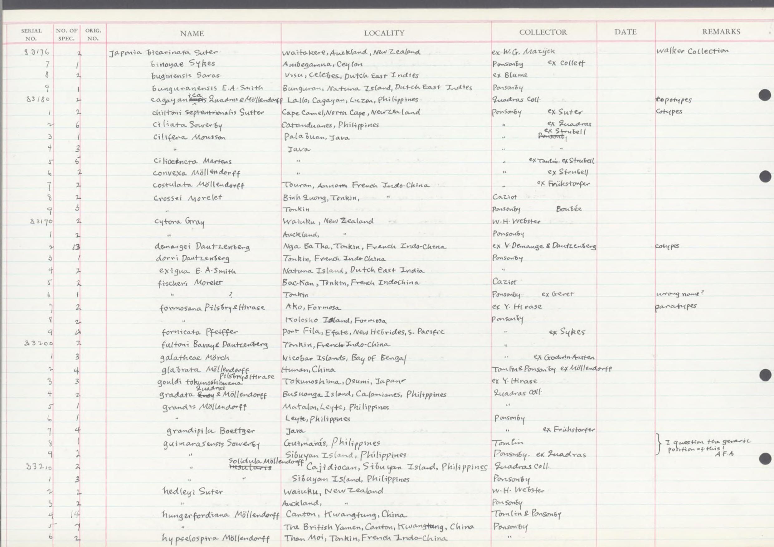 gbif image for Lagocheilus guimarasensis