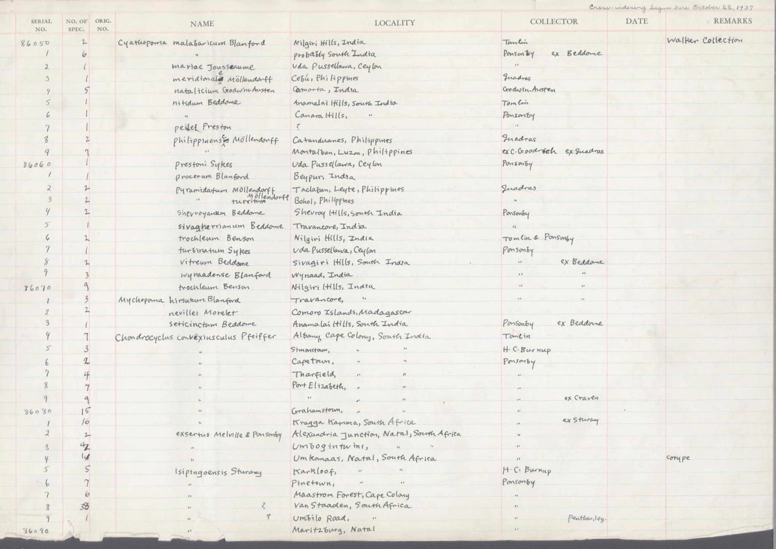 gbif image for Cyathopoma meridionale