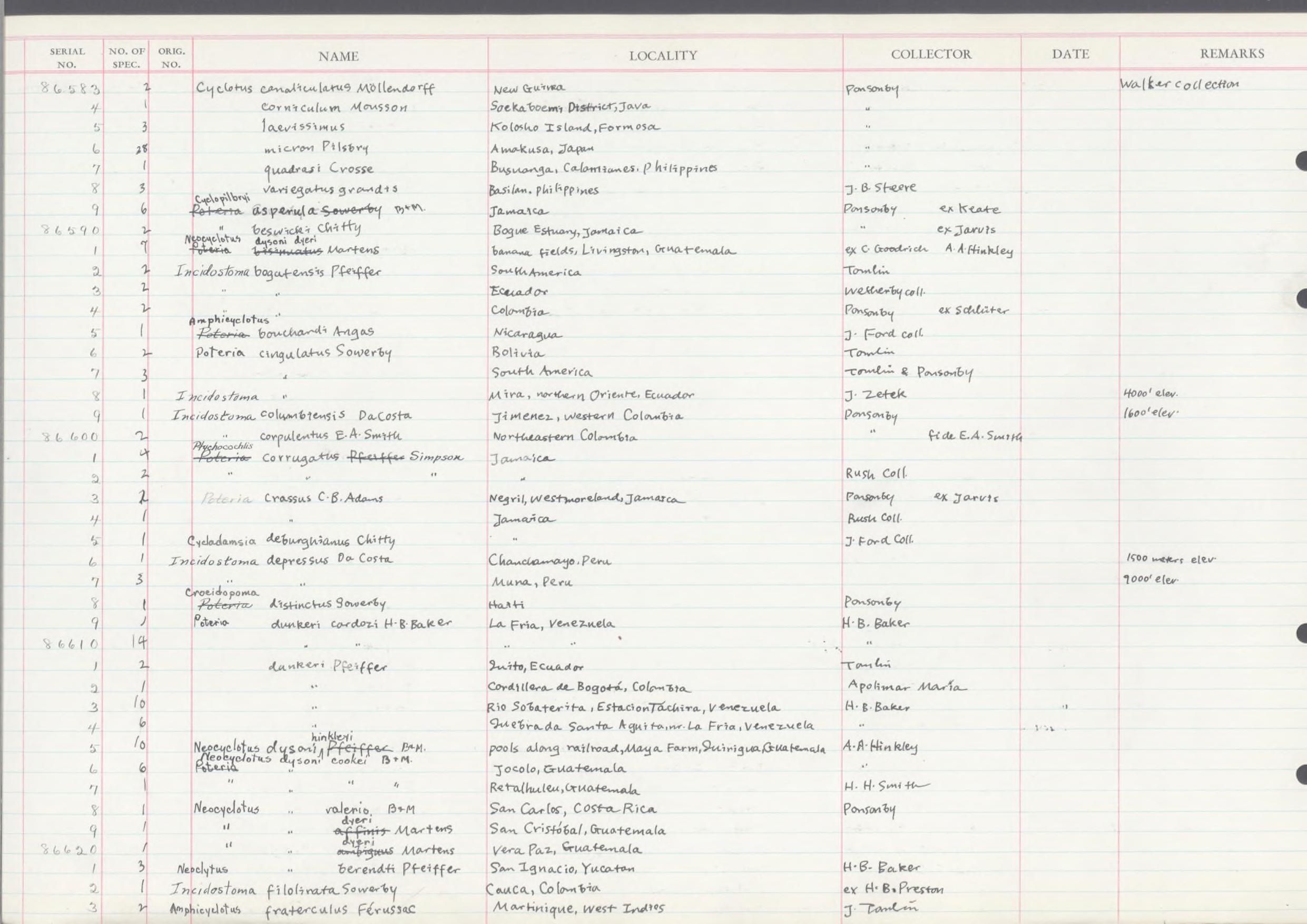 gbif image for Cyclotus bogotensis