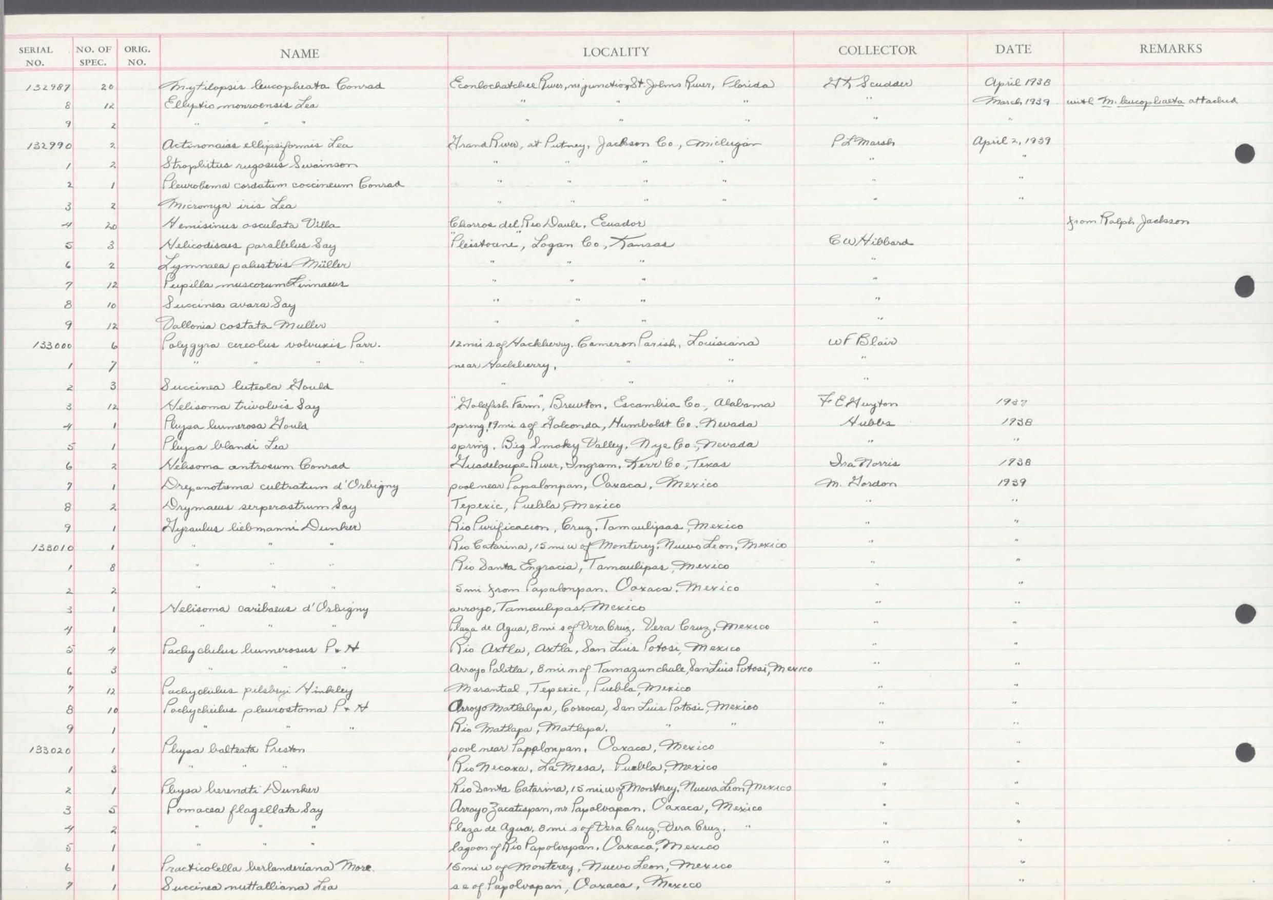 gbif image for Pachychilus pleurotoma