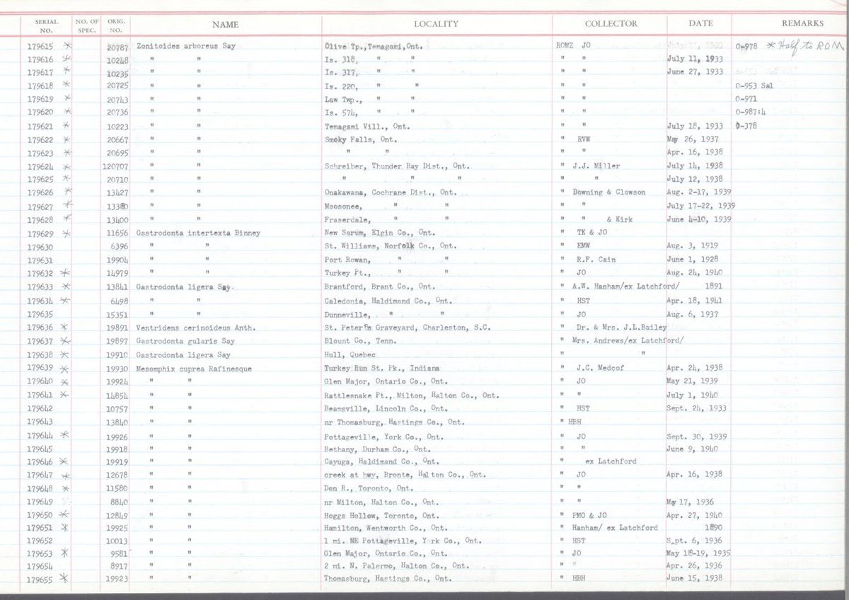 gbif image for Gastrodonta gularis
