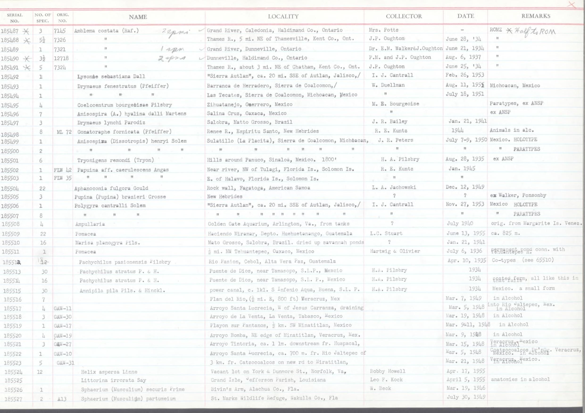 gbif image for Amnipila pila