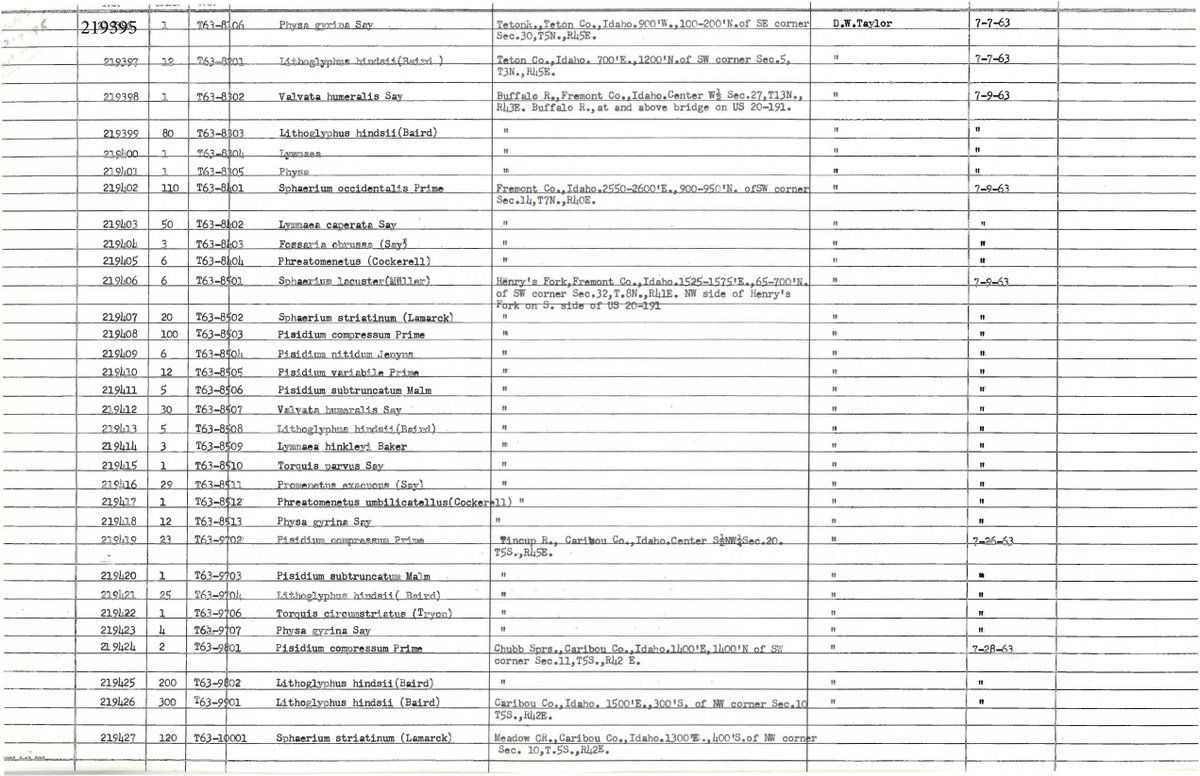 gbif image for Valvata humeralis