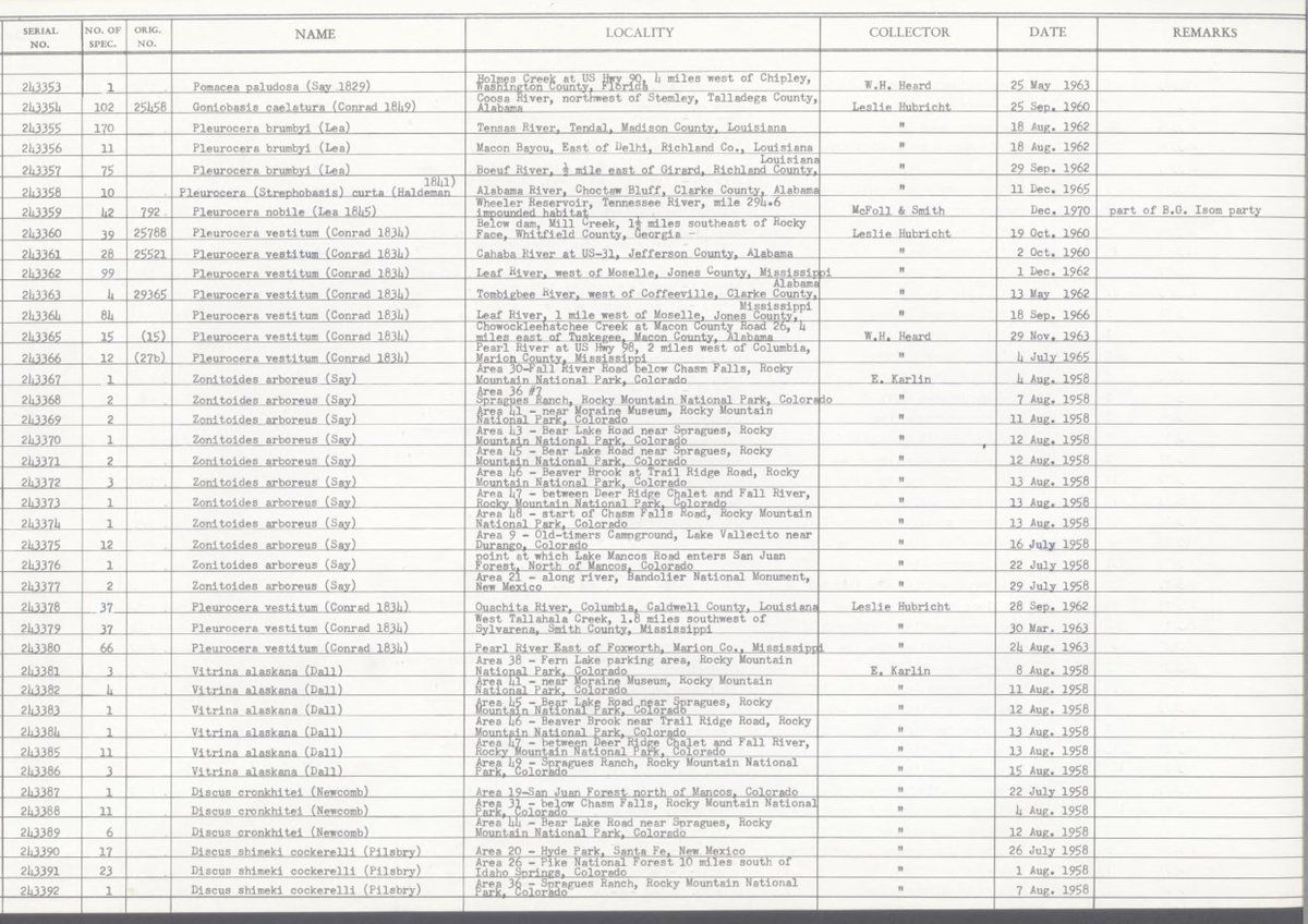 gbif image for Pleurocera brumbyi