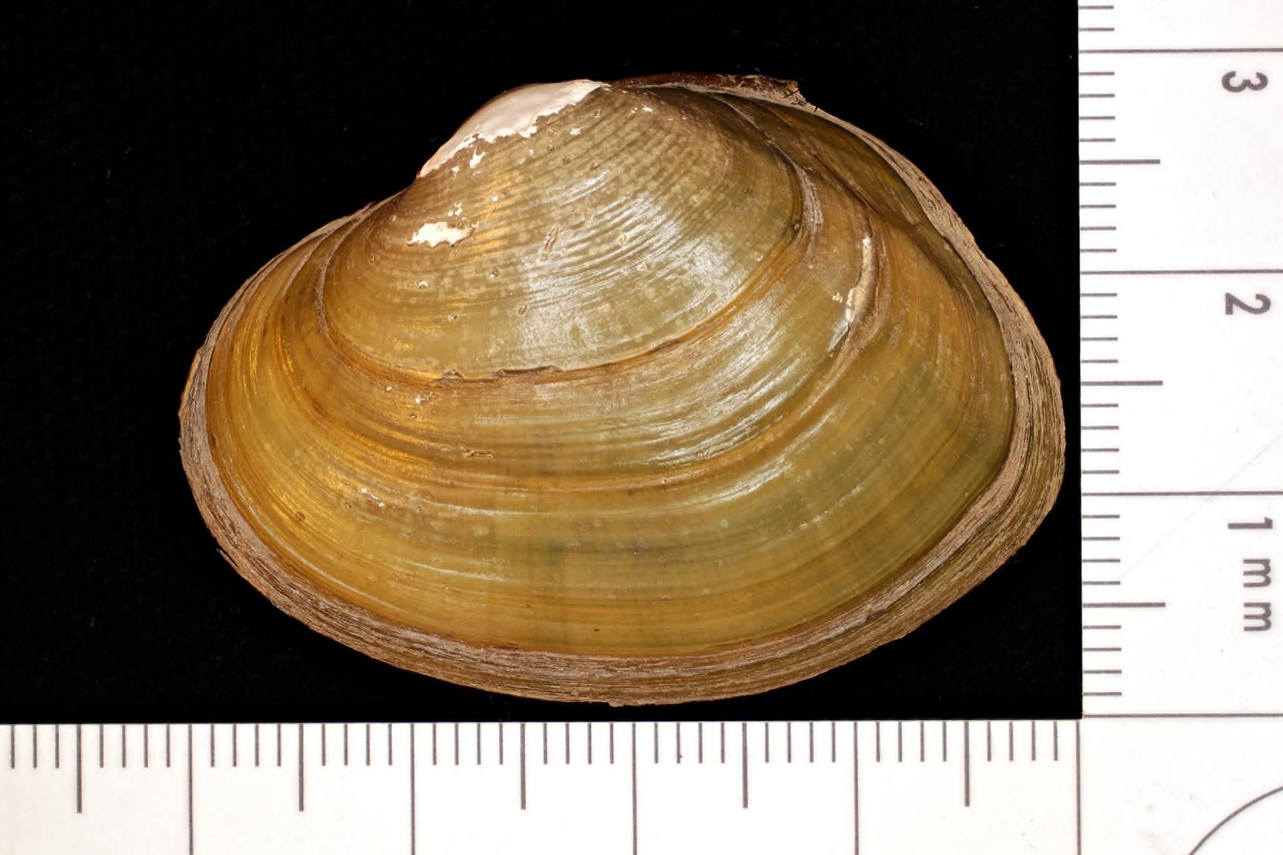 gbif image for Parreysia olivacea