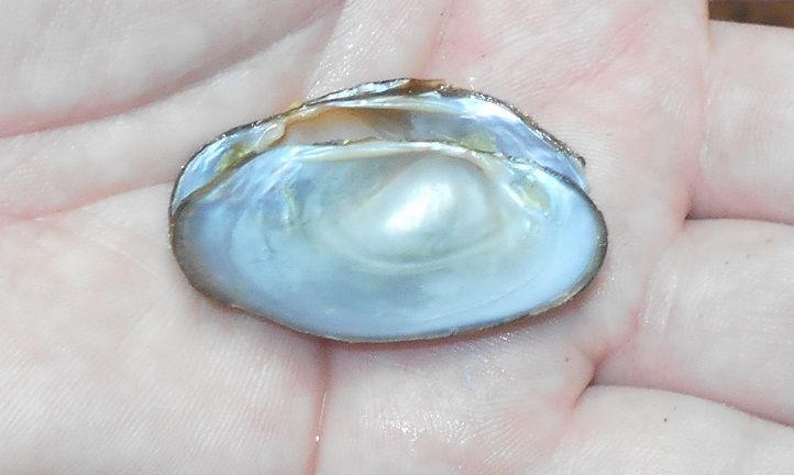 gbif image for Venustaconcha pleasii