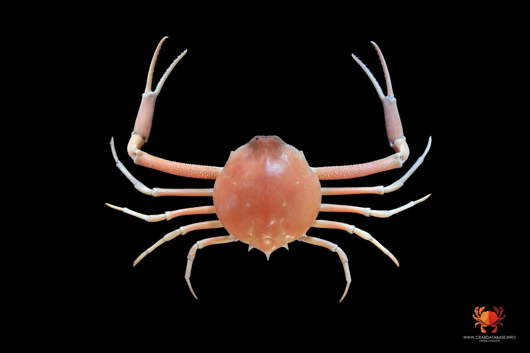 gbif image for Myropsis quinquespinosa