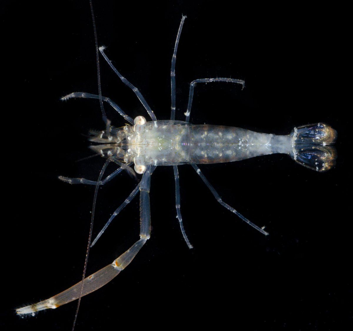 gbif image for Periclimenes americanus