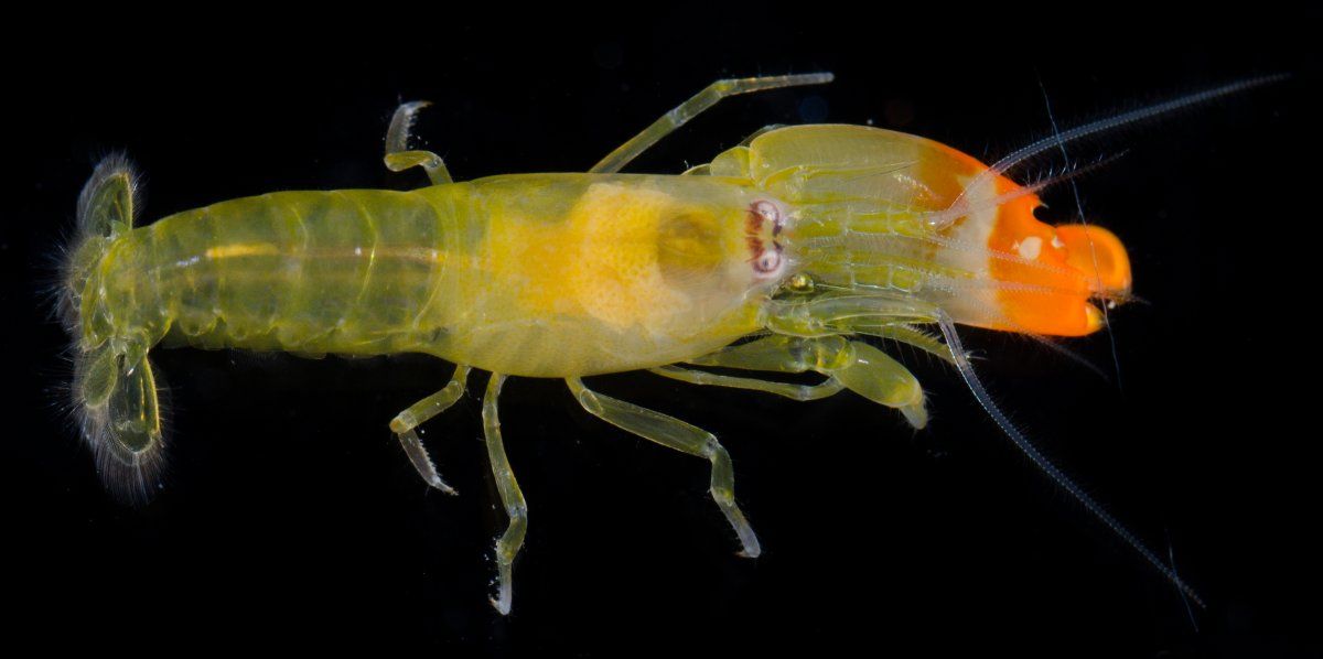 gbif image for Synalpheus brevicarpus