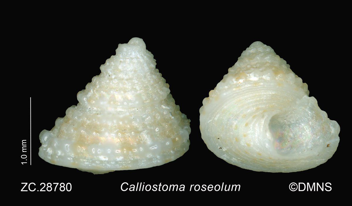 gbif image for Calliostoma roseolum