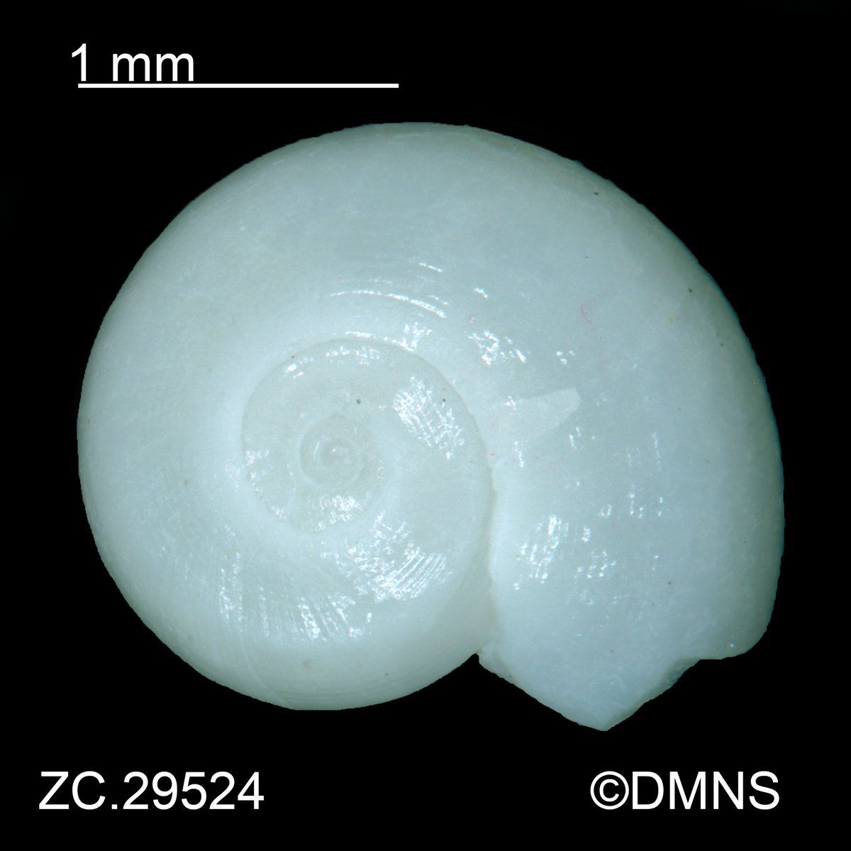 gbif image for Vitrinella helicoidea