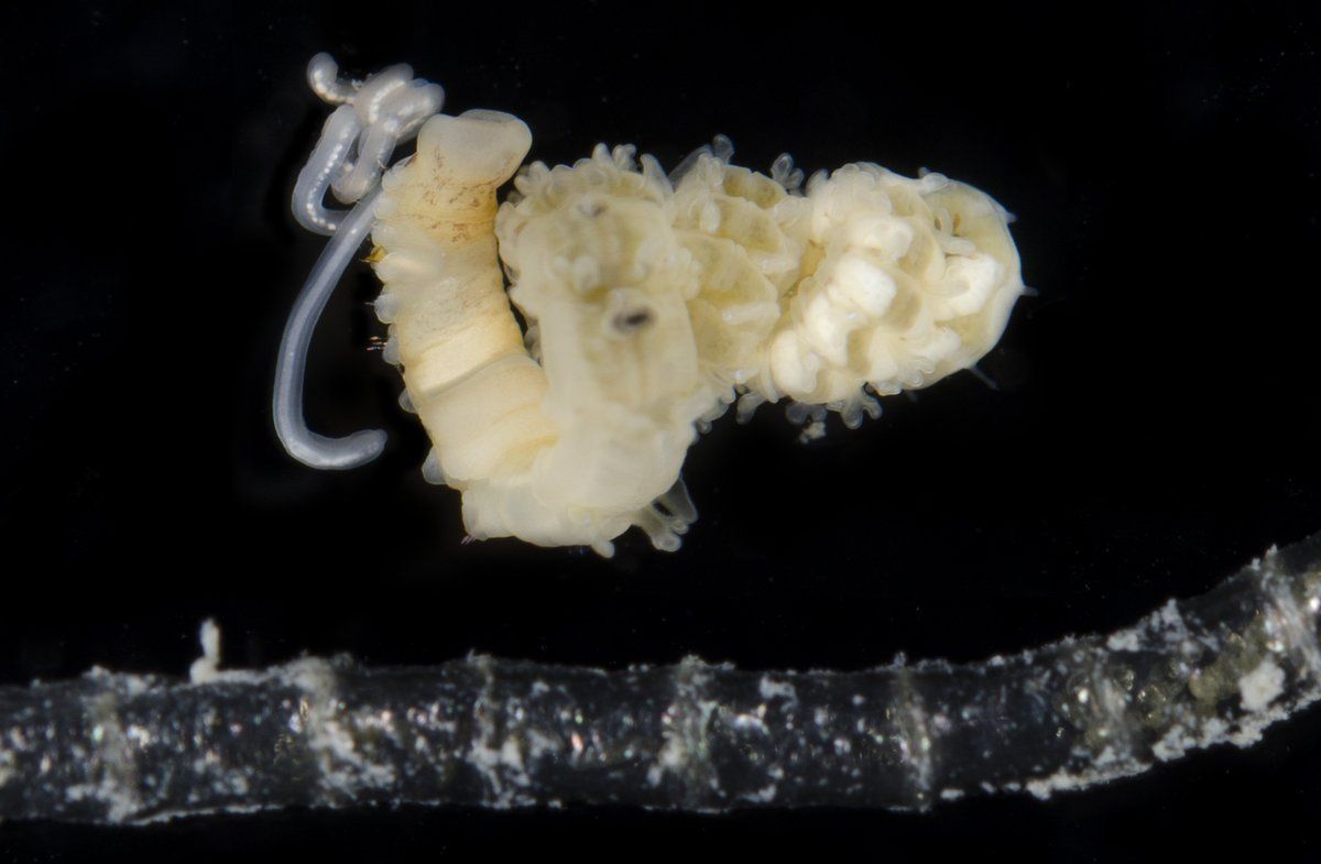 gbif image for Spiochaetopterus oculatus