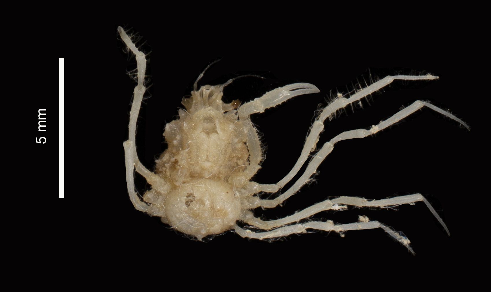 gbif image for Arachnopsis filipes