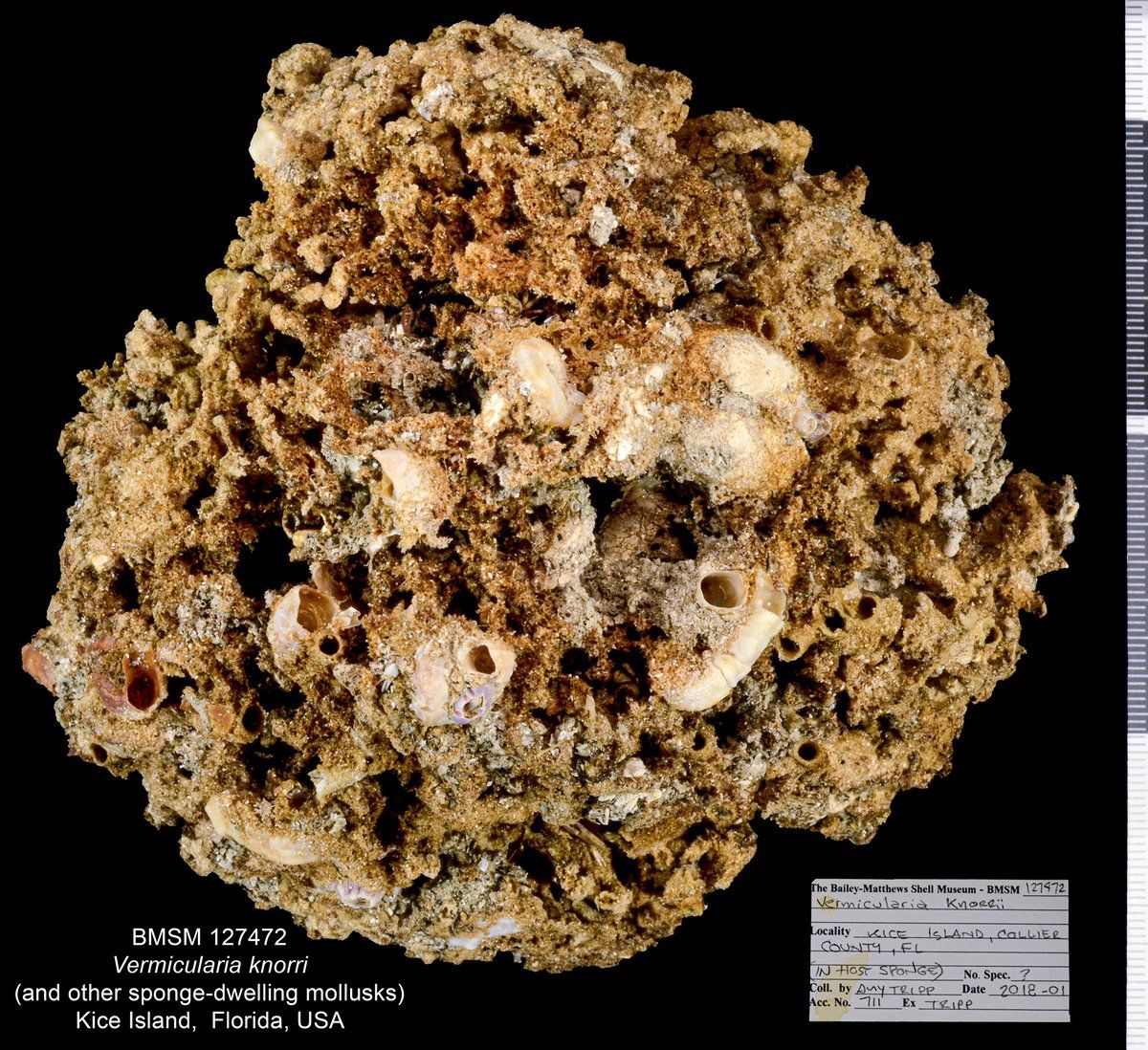 gbif image for Vermicularia knorrii