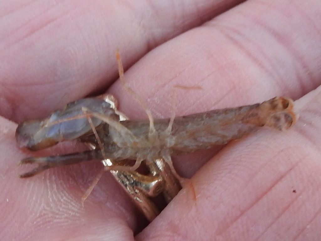 gbif image for Alpheus nuttingi