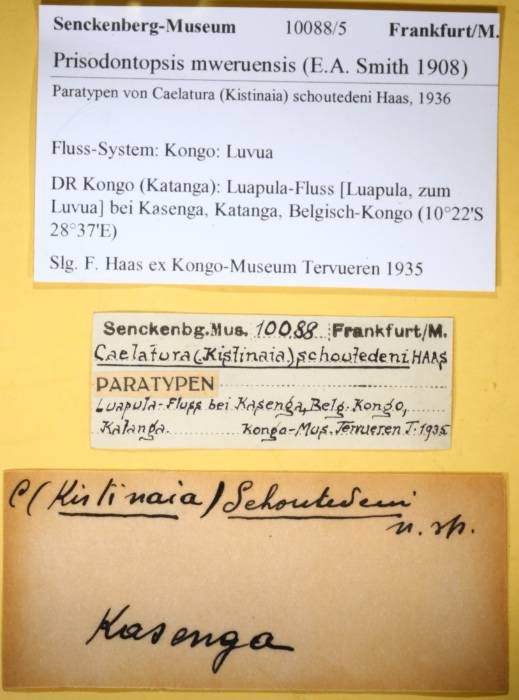 gbif image for Prisodontopsis mweruensis