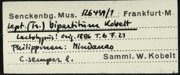 gbif image for Leptopoma concinnum