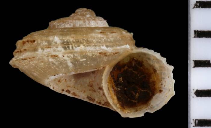 gbif image for Ostodes upolensis