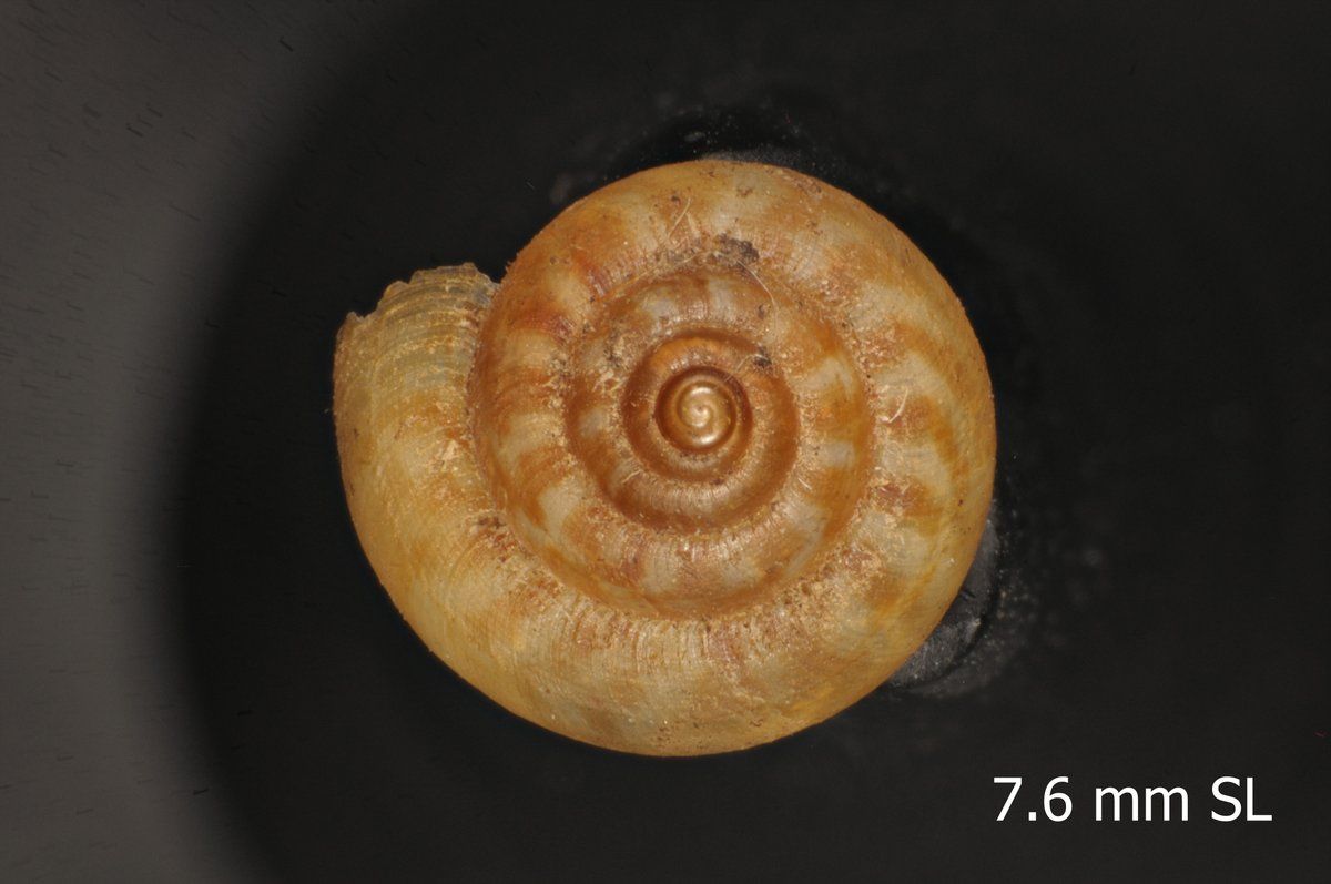 gbif image for Lagocheilus marangensis