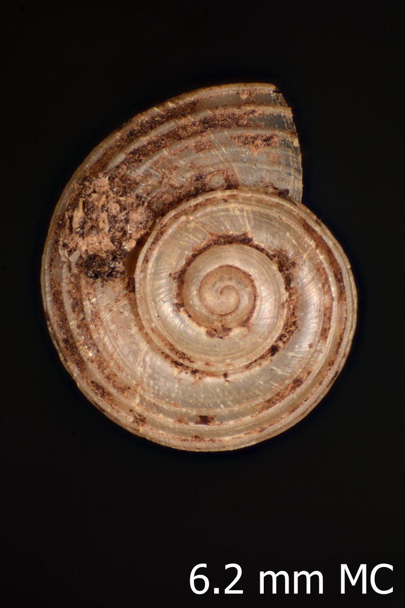 gbif image for Ostodes vitreus