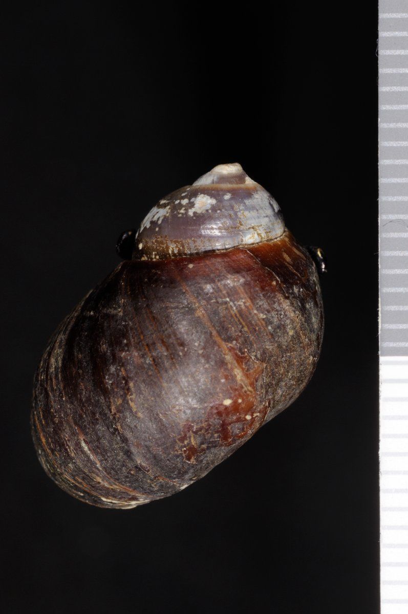 gbif image for Pachychilus moctezumensis