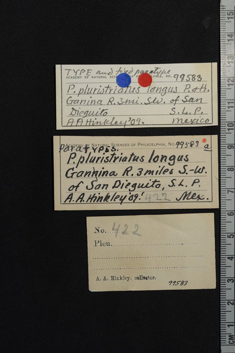 gbif image for Pachychilus pluristriatus