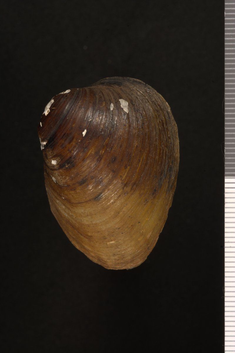 gbif image for Pleurobema murrayense