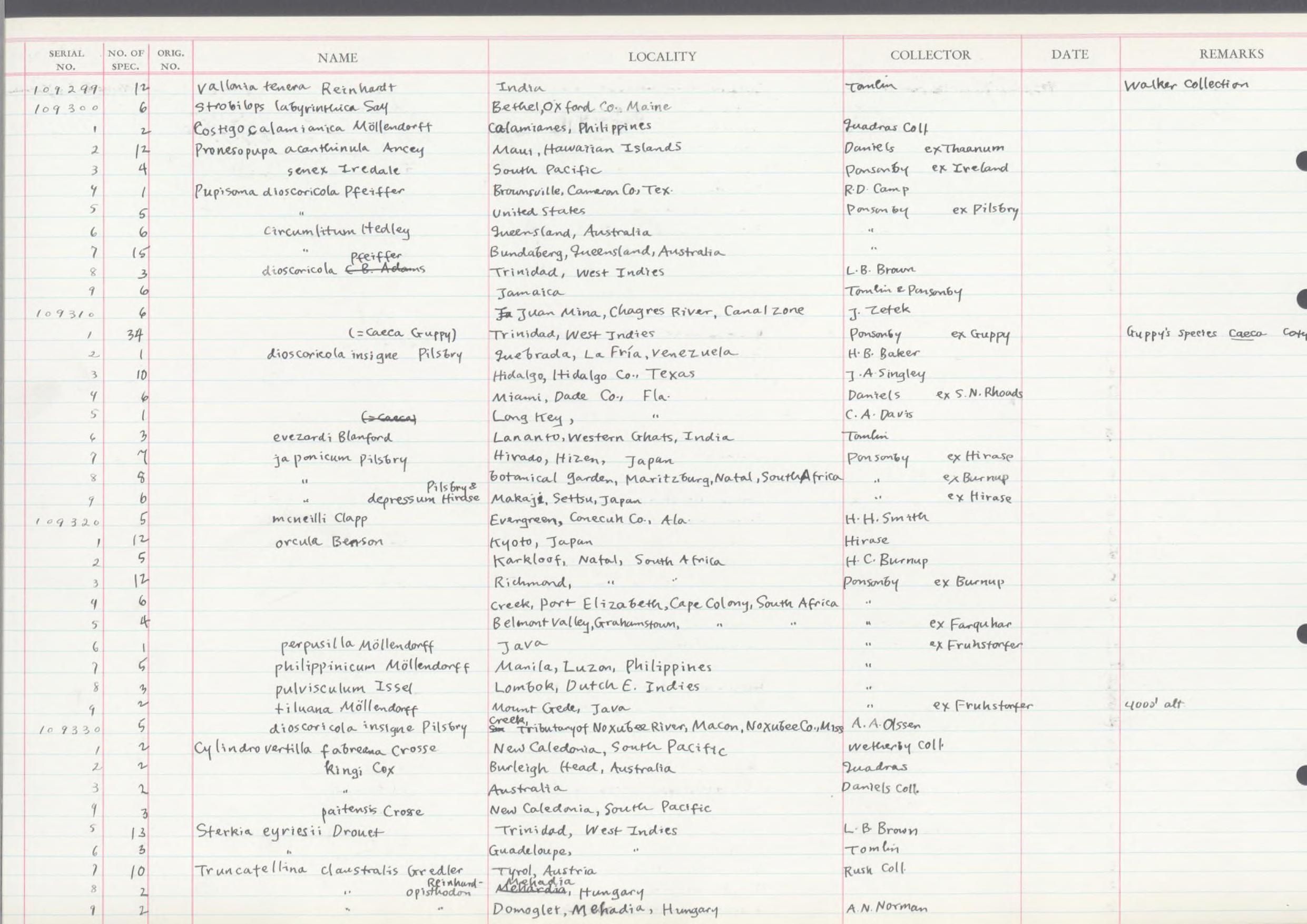 gbif image for Cylindrovertilla fabreana