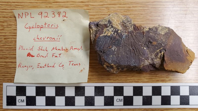 gbif image for Medullosaceae