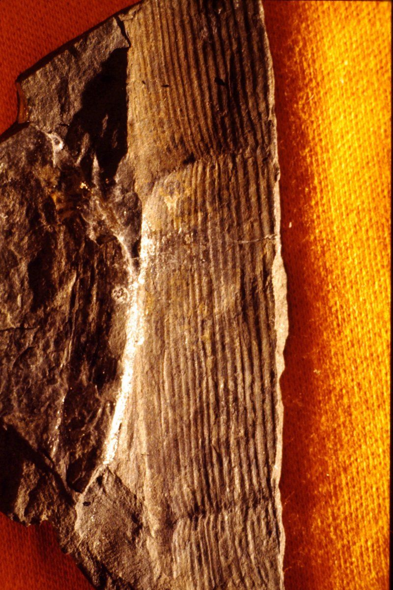 gbif image for Calamites undulatus