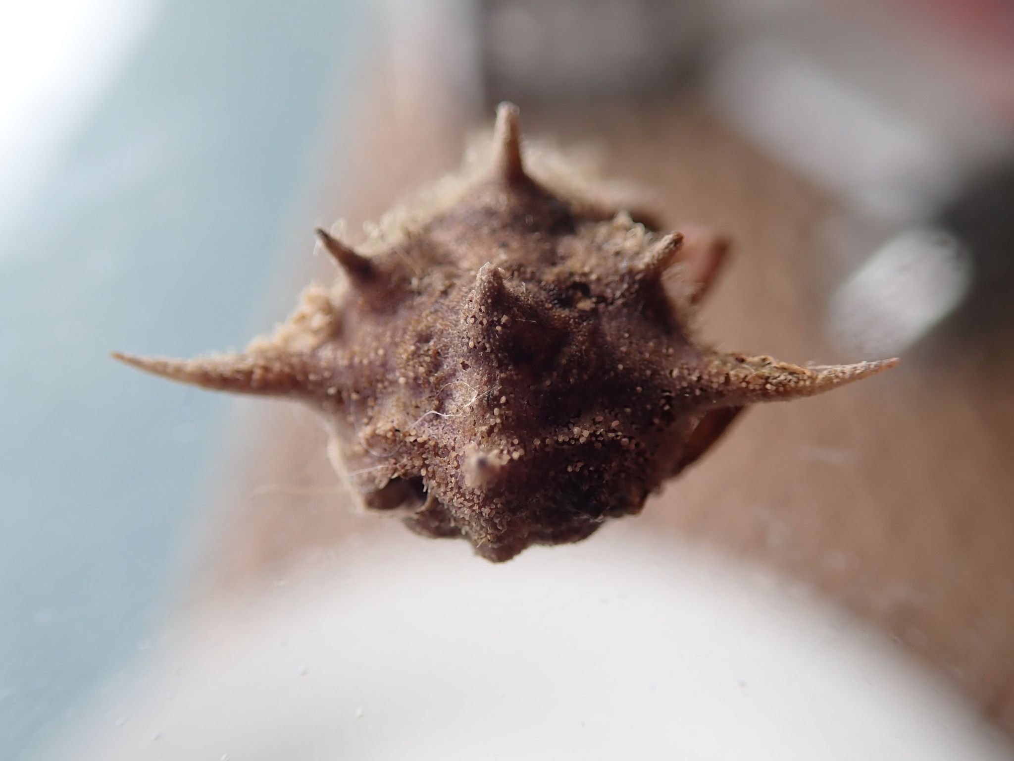 gbif image for Macrocoeloma camptocerum