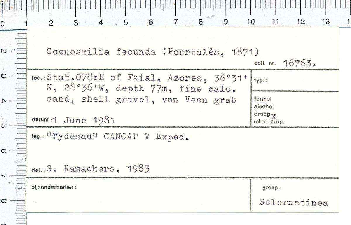 gbif image for Anomocora fecunda