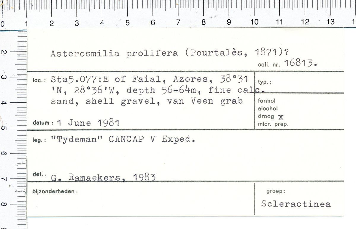 gbif image for Asterosmilia prolifera