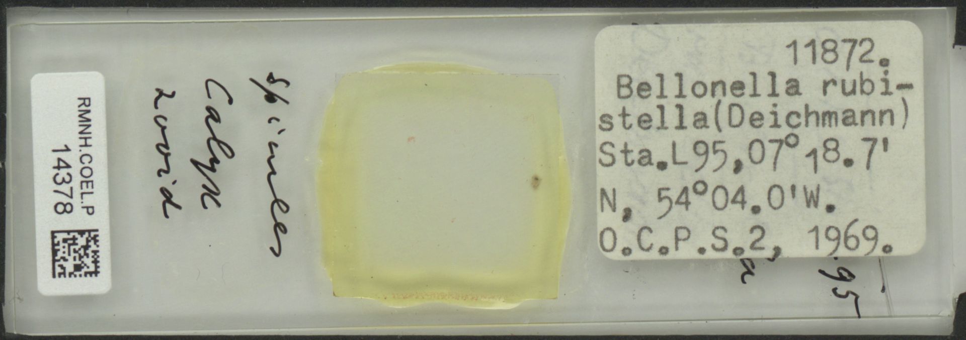 gbif image for Bellonella rubistella