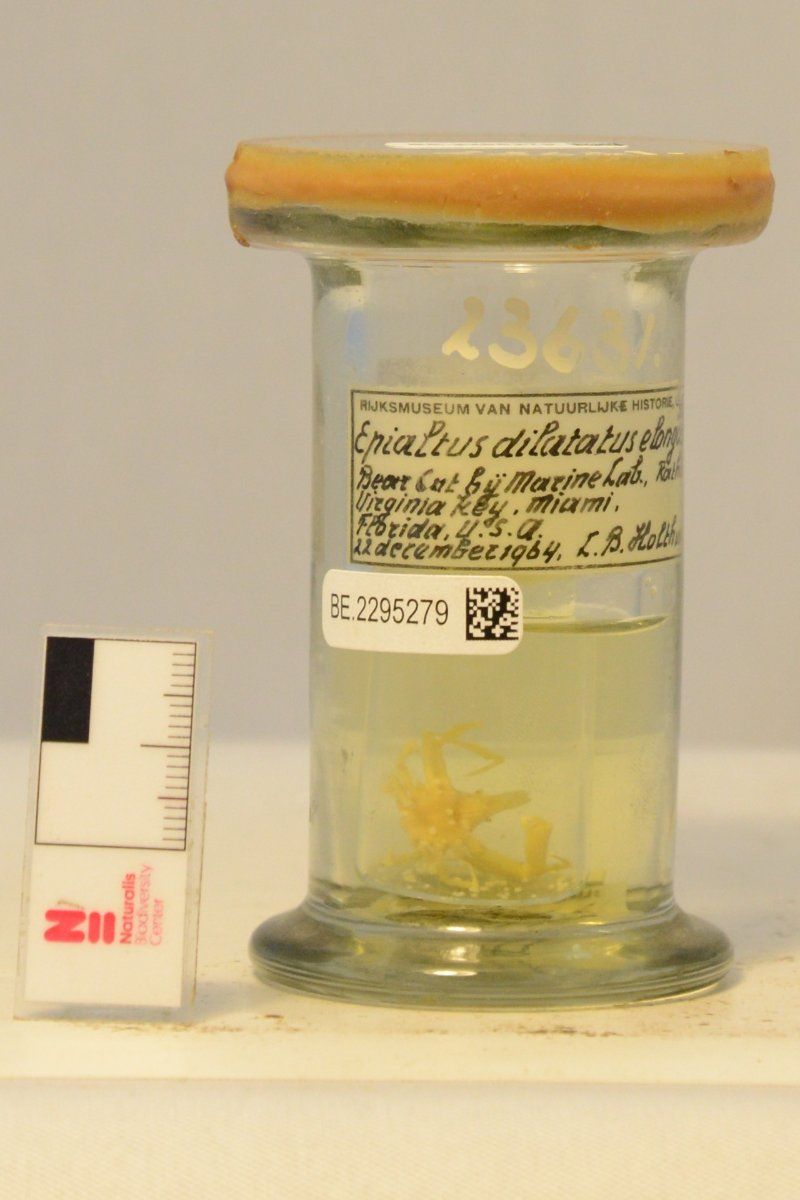 gbif image for Epialtus dilatatus elongata