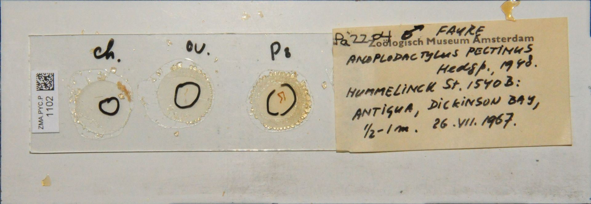 gbif image for Anoplodactylus pectinus
