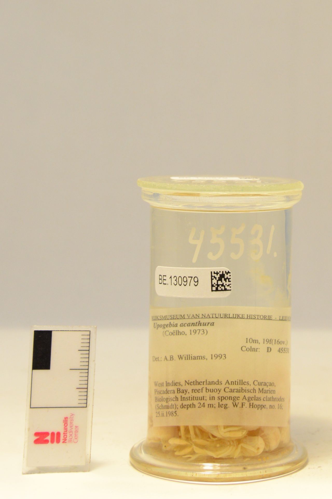 gbif image for Upogebia synagelas