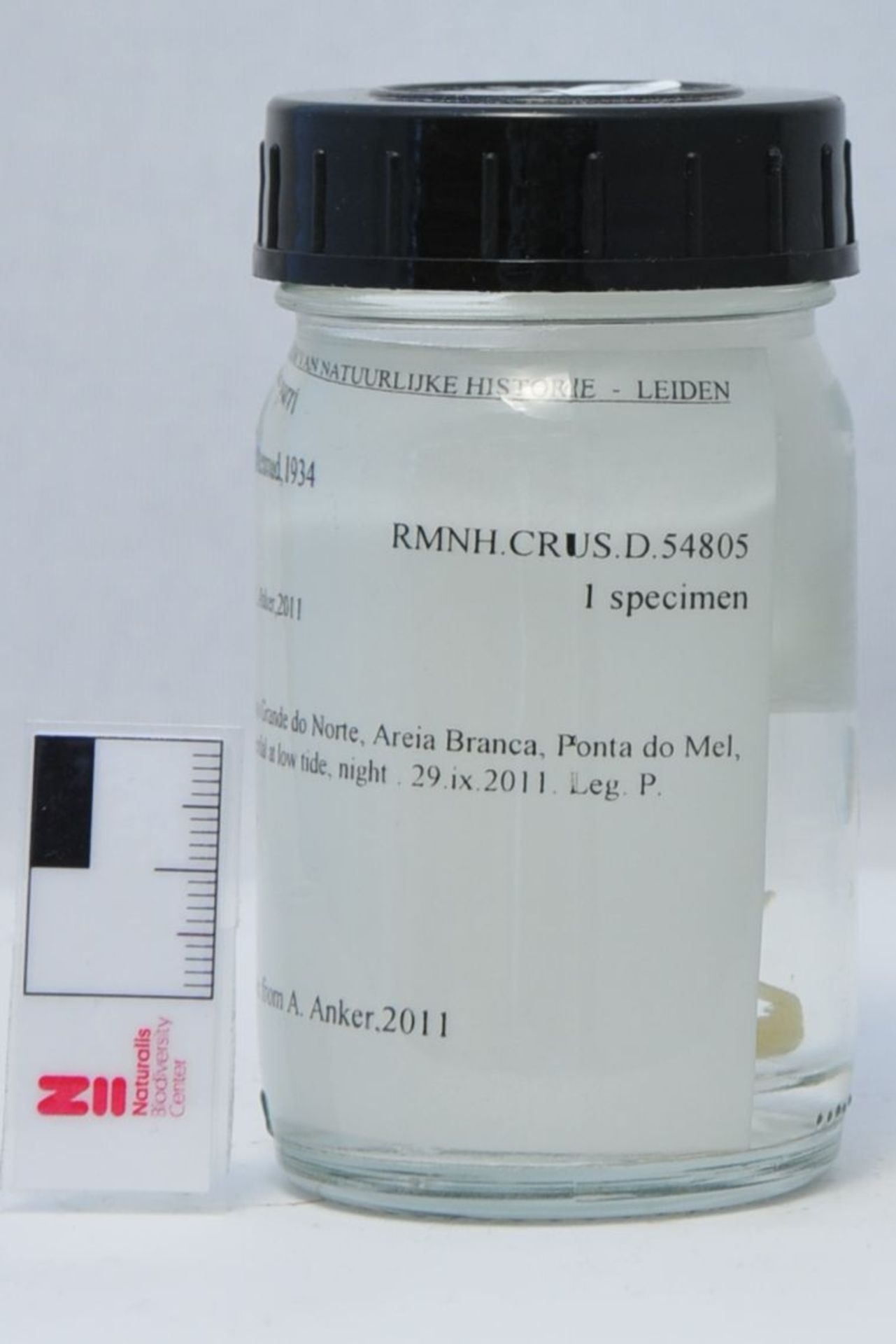 gbif image for Sicyonia parri