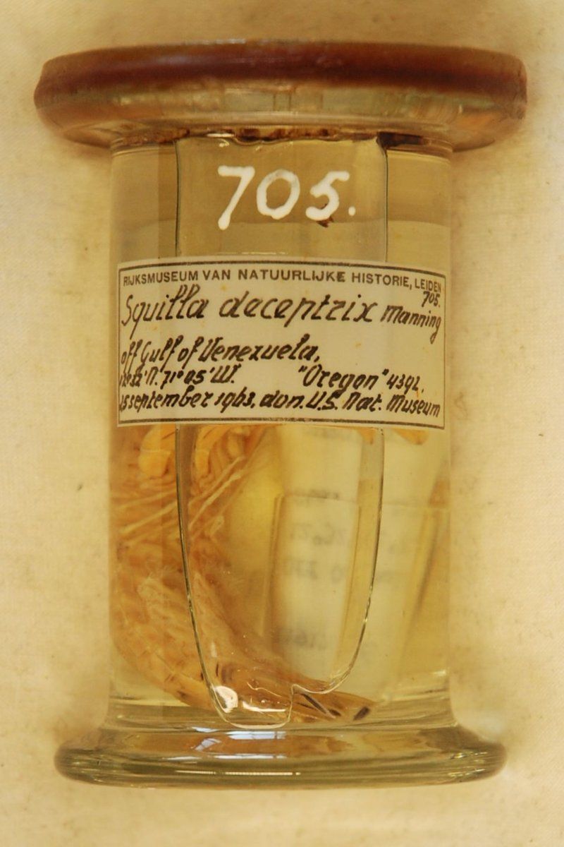 gbif image for Squilla deceptrix